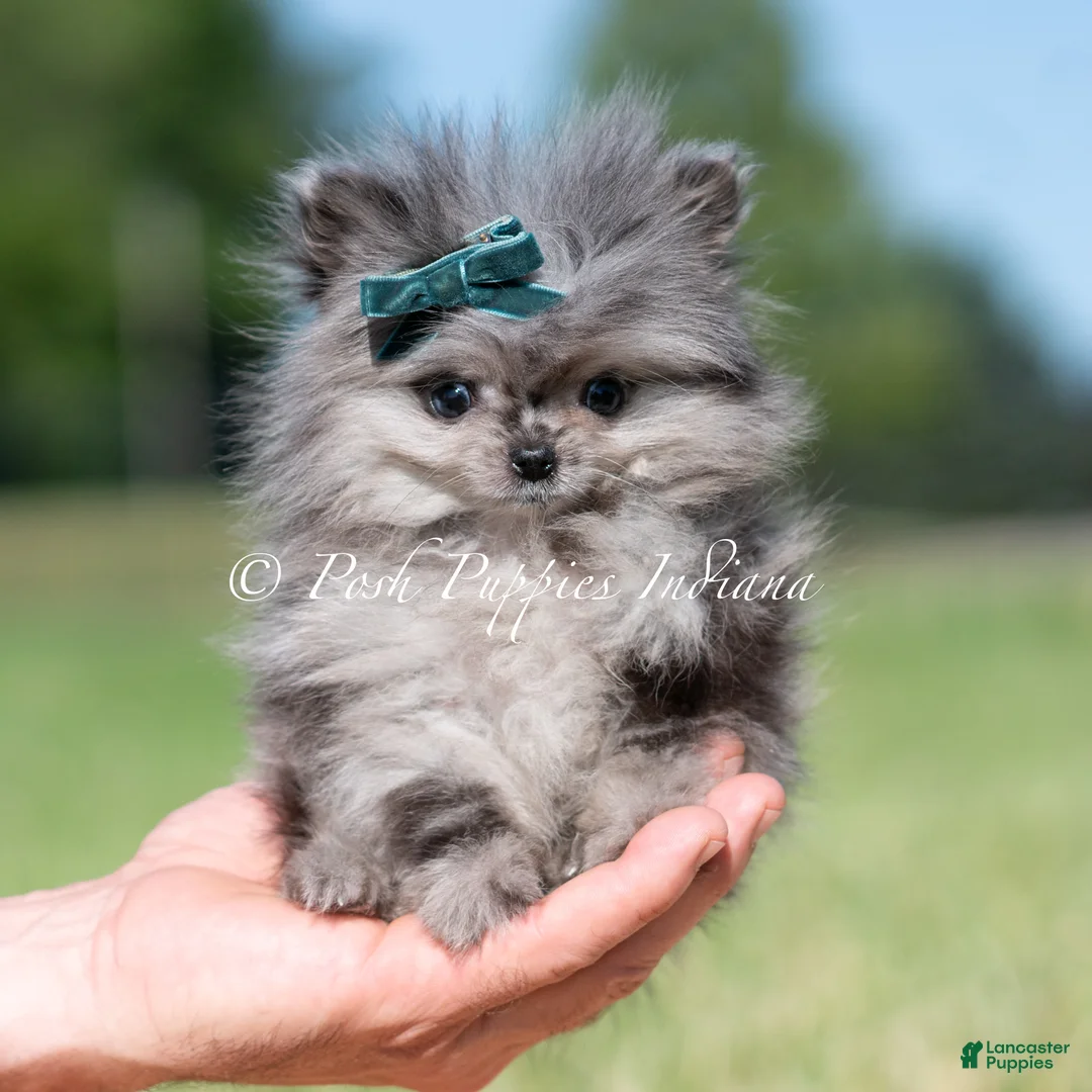 Pomeranian dogs for sale: Cooper AKC - Ad 2