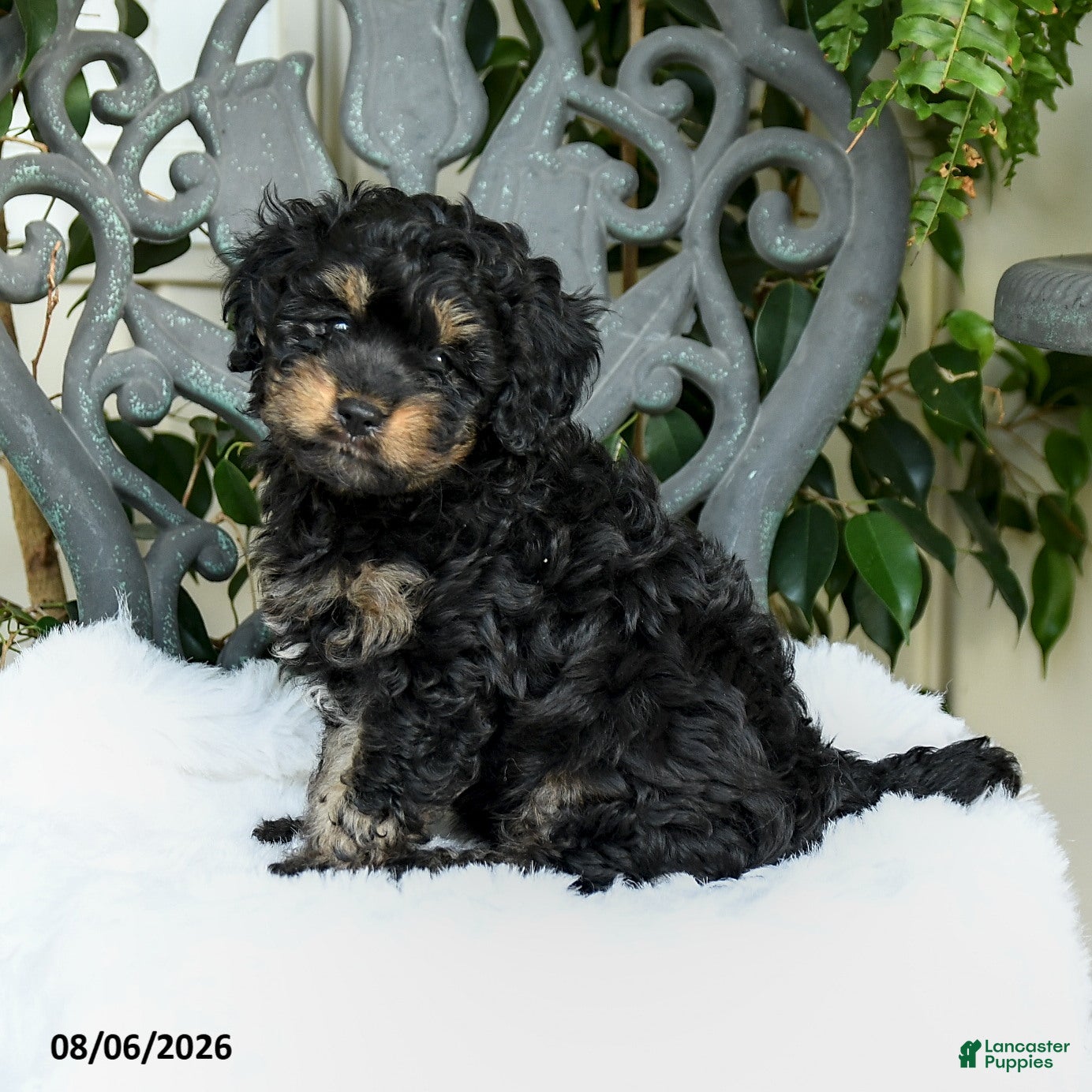 Cavapoo dogs Timber - Ad 1