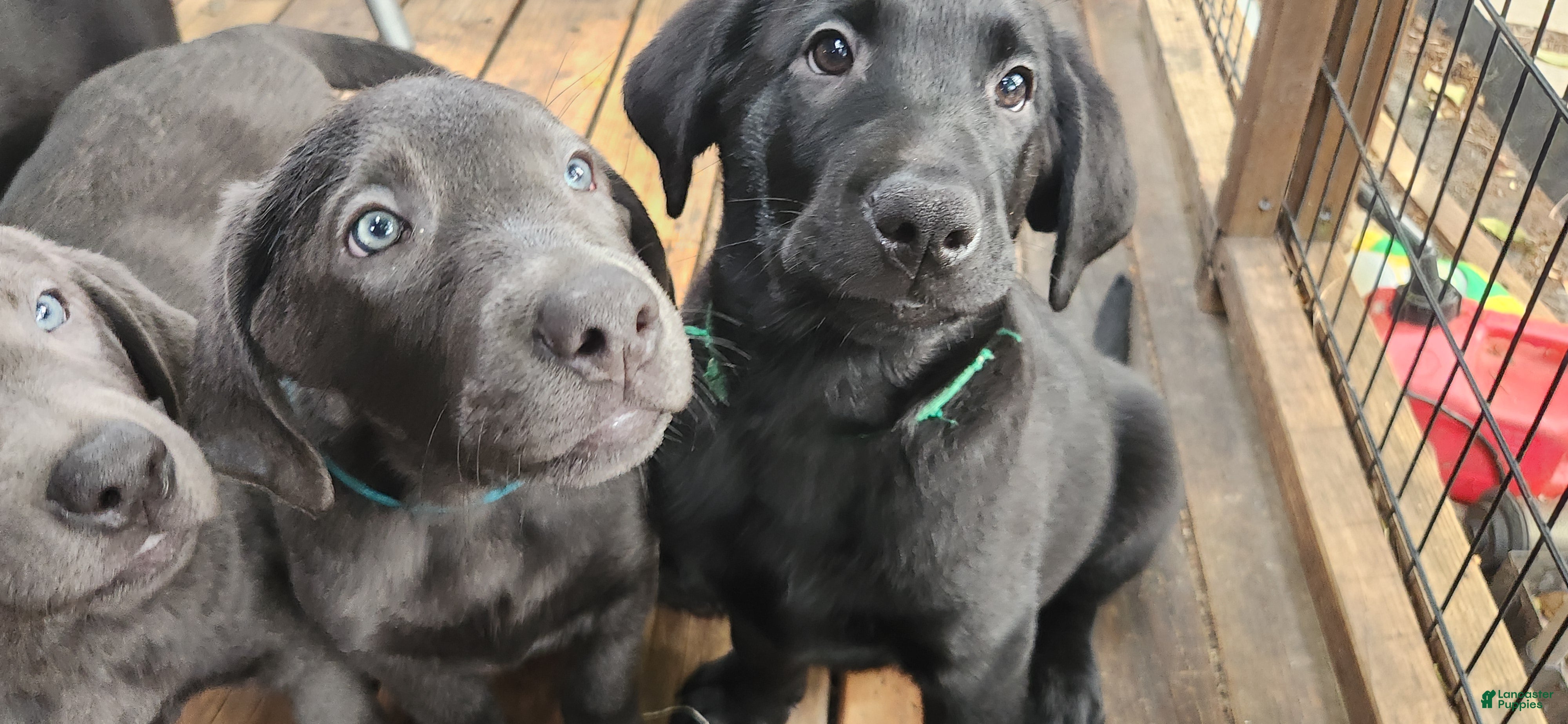 Labrador Retriever dogs Labrador Retriever green - Ad 19