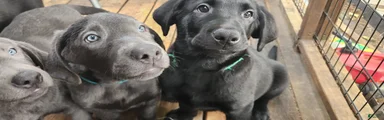 Labrador Retriever green