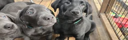 Labrador Retriever dogs for sale: Labrador Retriever green - Ad 1