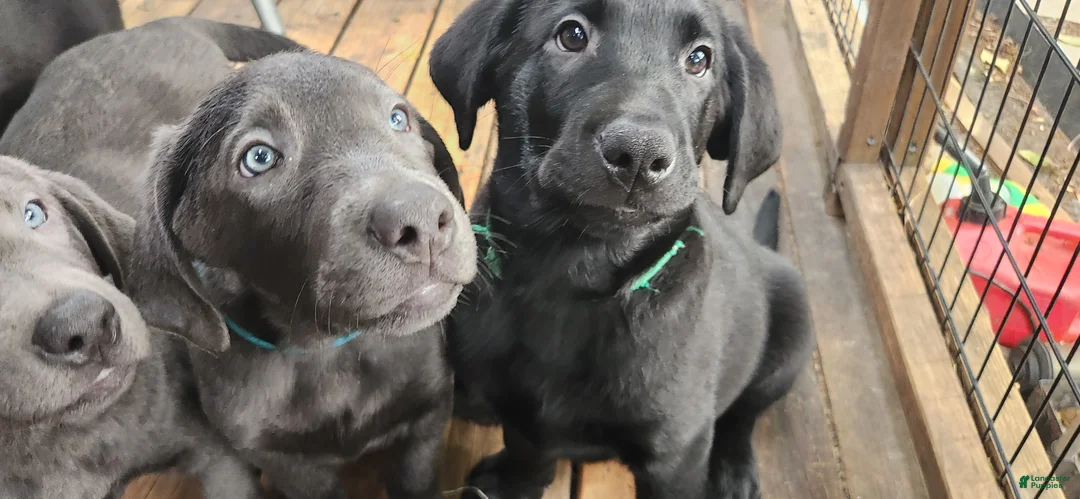 Labrador Retriever dogs for sale: Labrador Retriever green - Ad 1