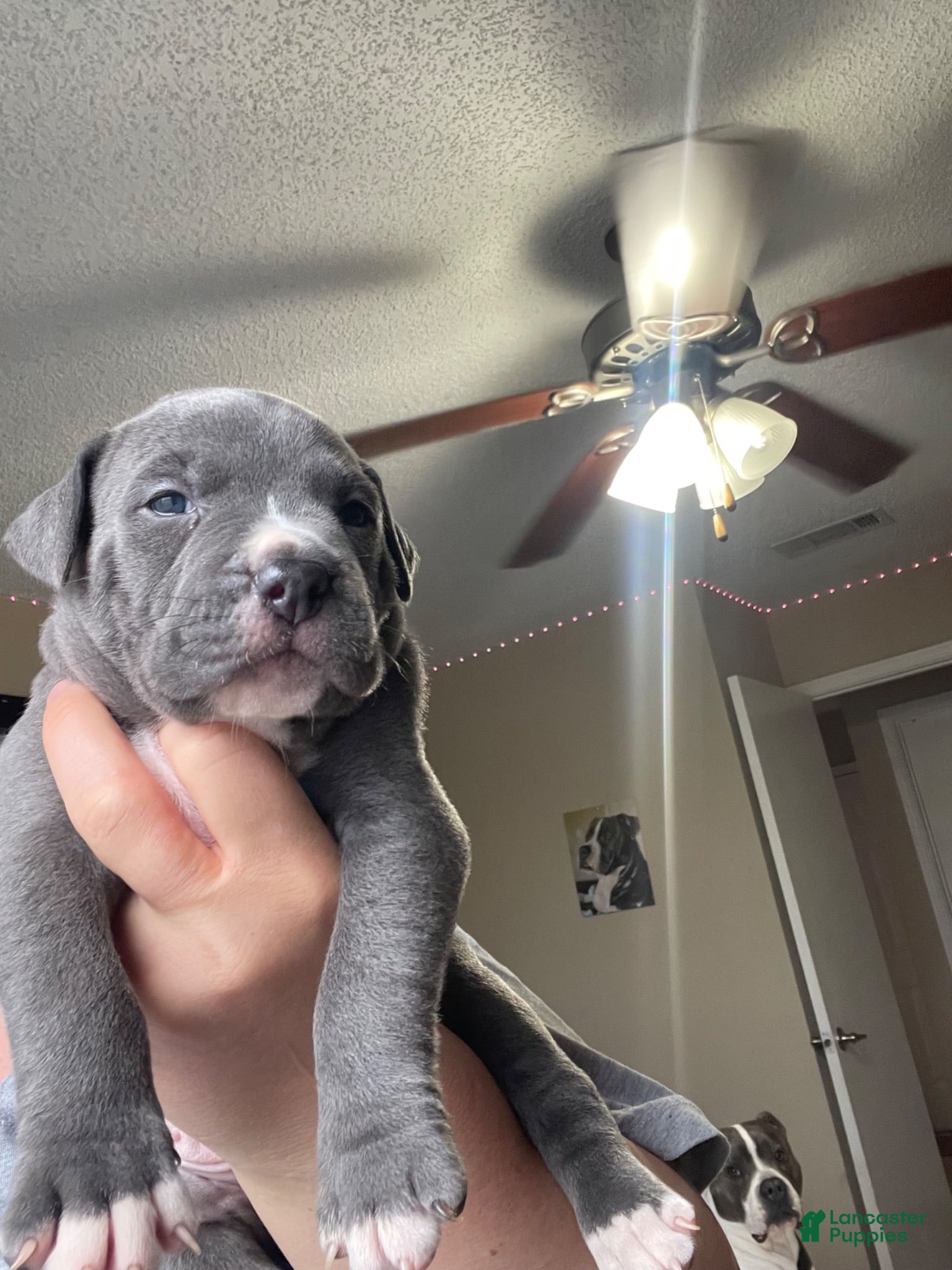 American Pit Bull Terrier dogs American Pit Bull Terrier 4 - Ad 18