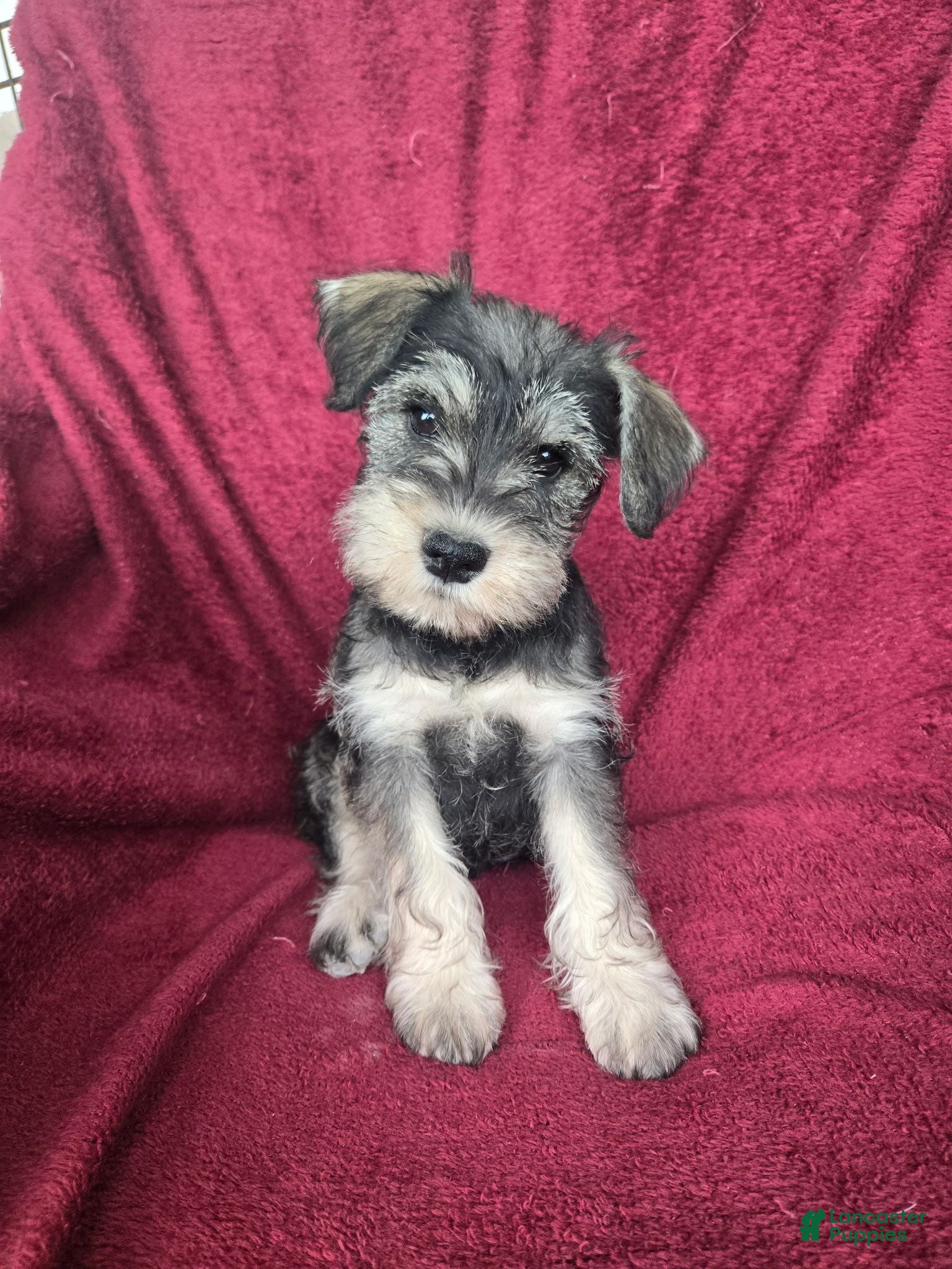 Miniature Schnauzer dogs Miniature Schnauzer-Red collar-Female - Ad 1