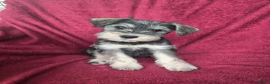 Miniature Schnauzer-Red collar-Female
