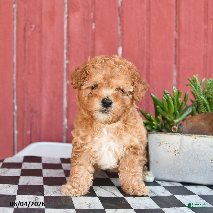 Toy Poodle dogs for sale: Sage  - Ad 3