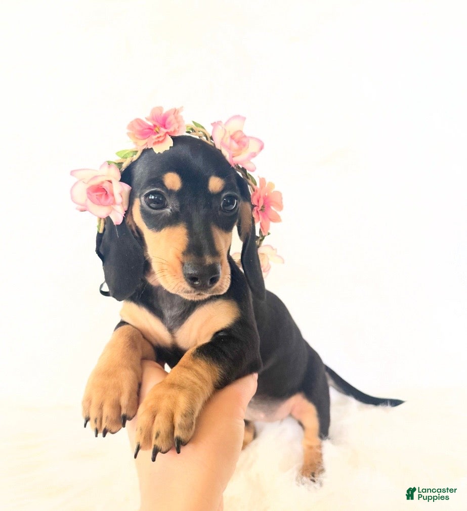 Miniature Dachshund dogs AKC Zoey - Ad 3