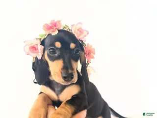 Miniature Dachshund dogs AKC Zoey - Ad 3