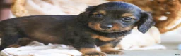 Miniature Dachshund dogs for sale: Eddie Miniature Dachshund  - Ad 4