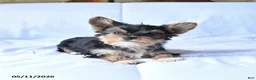 Yorkshire Terrier dogs for sale: Rex - Ad 4