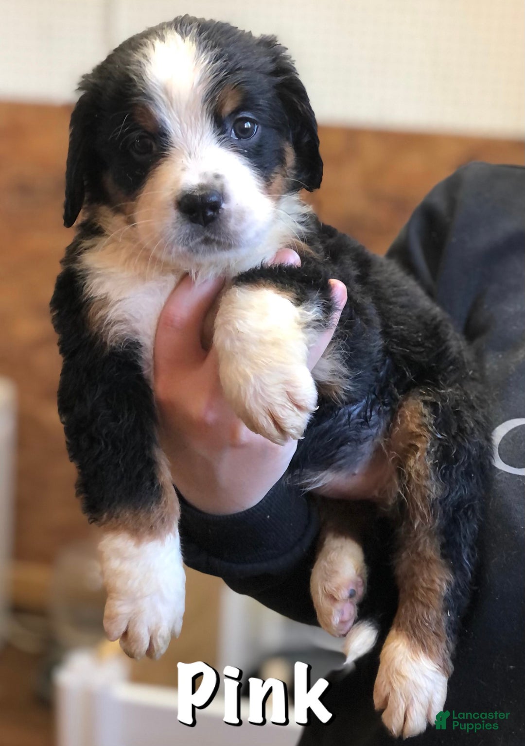 Bernese Mountain Dog dogs for sale: Duchess - Ad 7