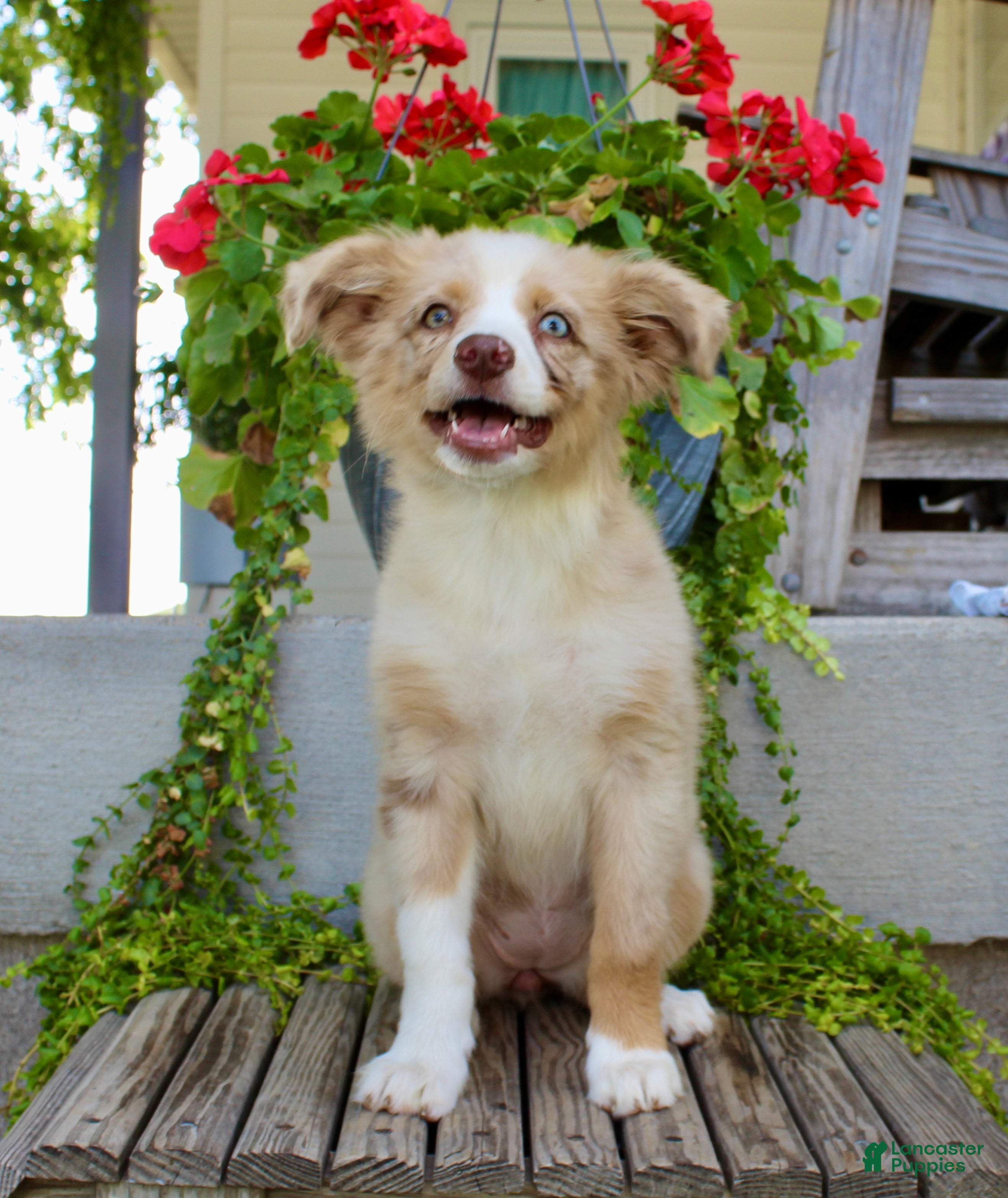 Australian Shepherd dogs Tootsie - Ad 1