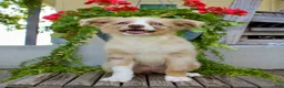 Australian Shepherd dogs for sale: Tootsie - Ad 1