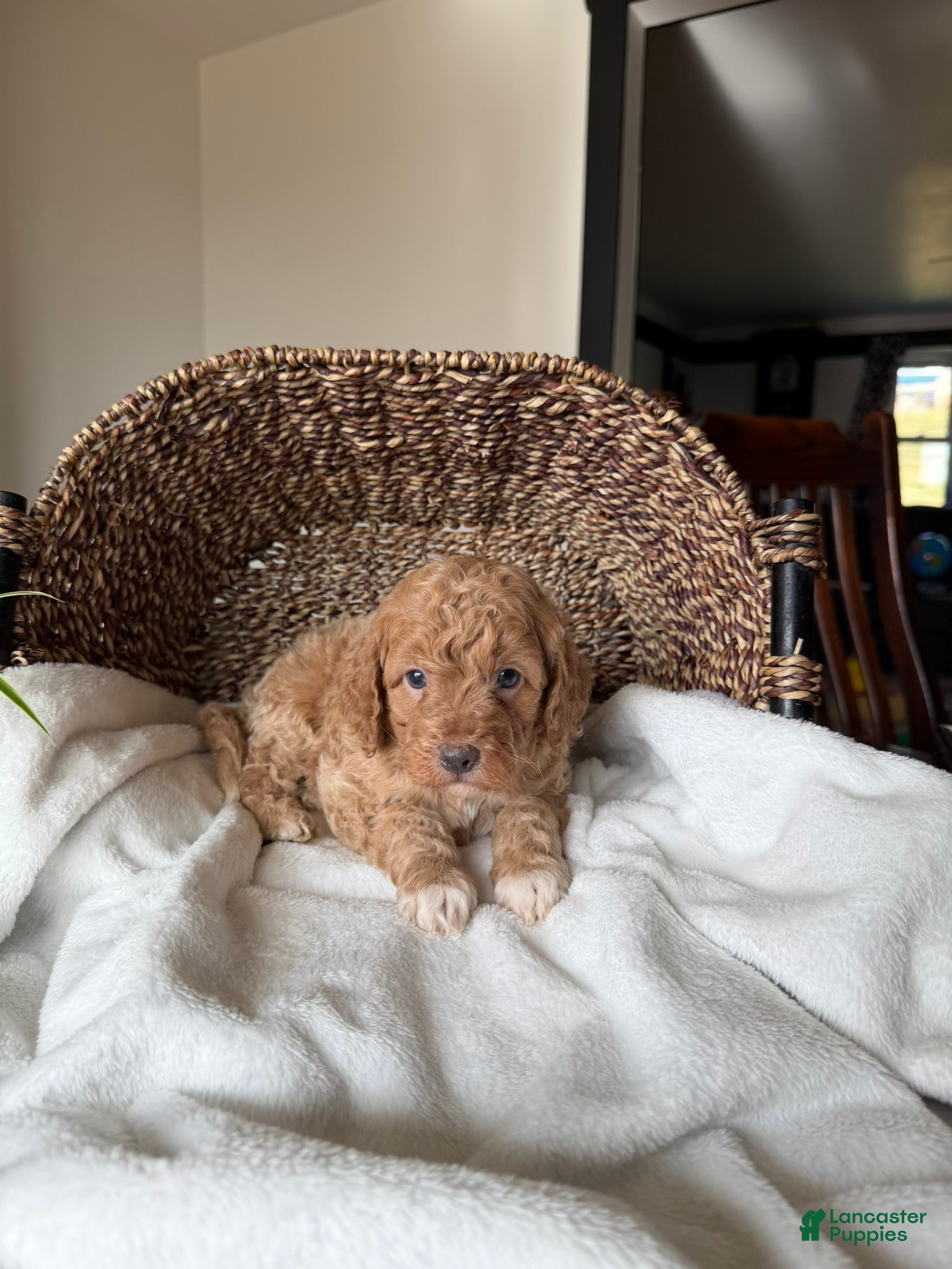 Mini Goldendoodle dogs Milo - Ad 2