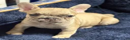 French Bulldog dogs for sale: GIOVANNI - Ad 8