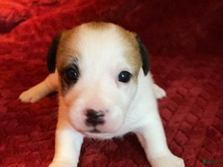 Jack Russell Terrier dogs - Ad 13