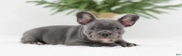 French Bulldog dogs for sale: Hannah - Ad 8