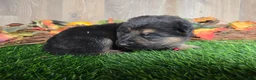 German Shepherd dogs for sale: German Shepherd 3 - Ad 2