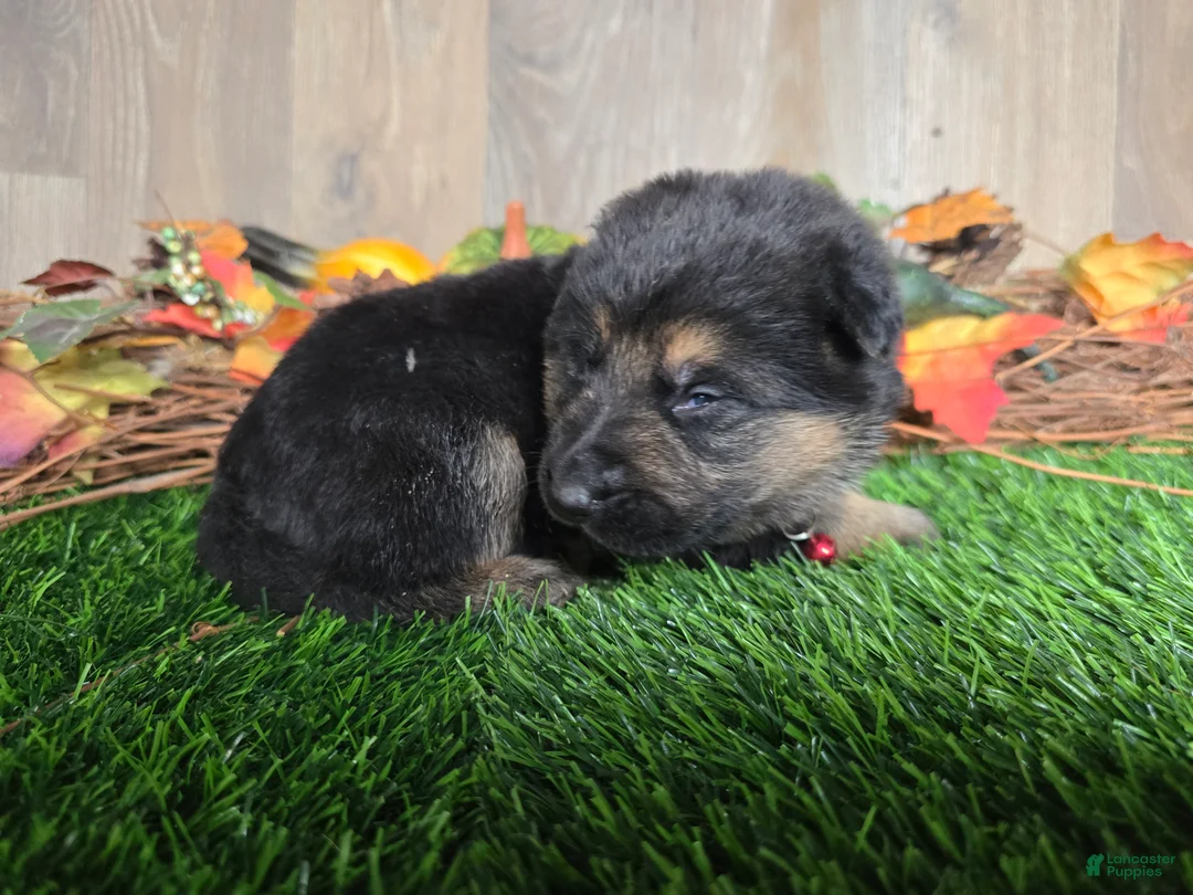German Shepherd dogs for sale: German Shepherd 3 - Ad 2