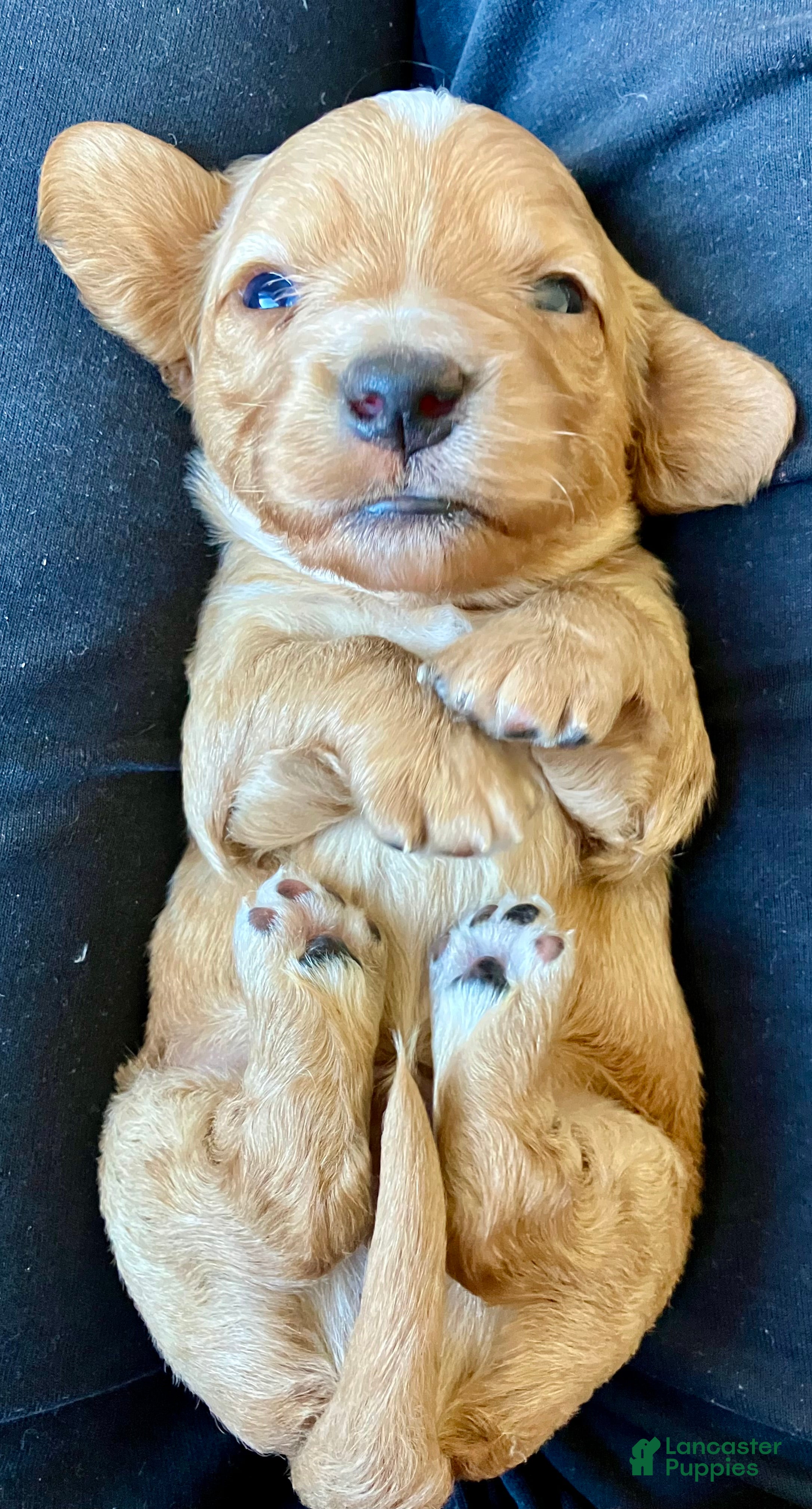 Miniature Dachshund dogs for sale: PAWS UP, IT’S GOOD!  - Ad 2