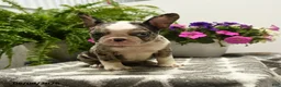 Boston Terrier dogs for sale: Gretel - Ad 1