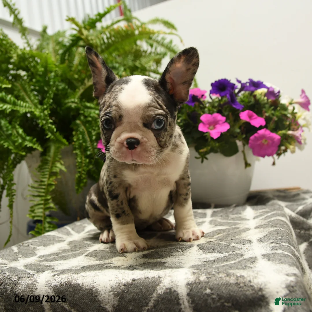 Boston Terrier dogs for sale: Gretel - Ad 1