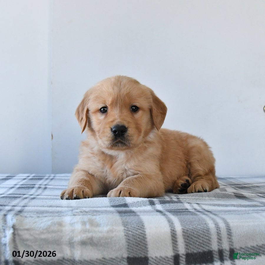 Golden Retriever dogs Remi  - Ad 2