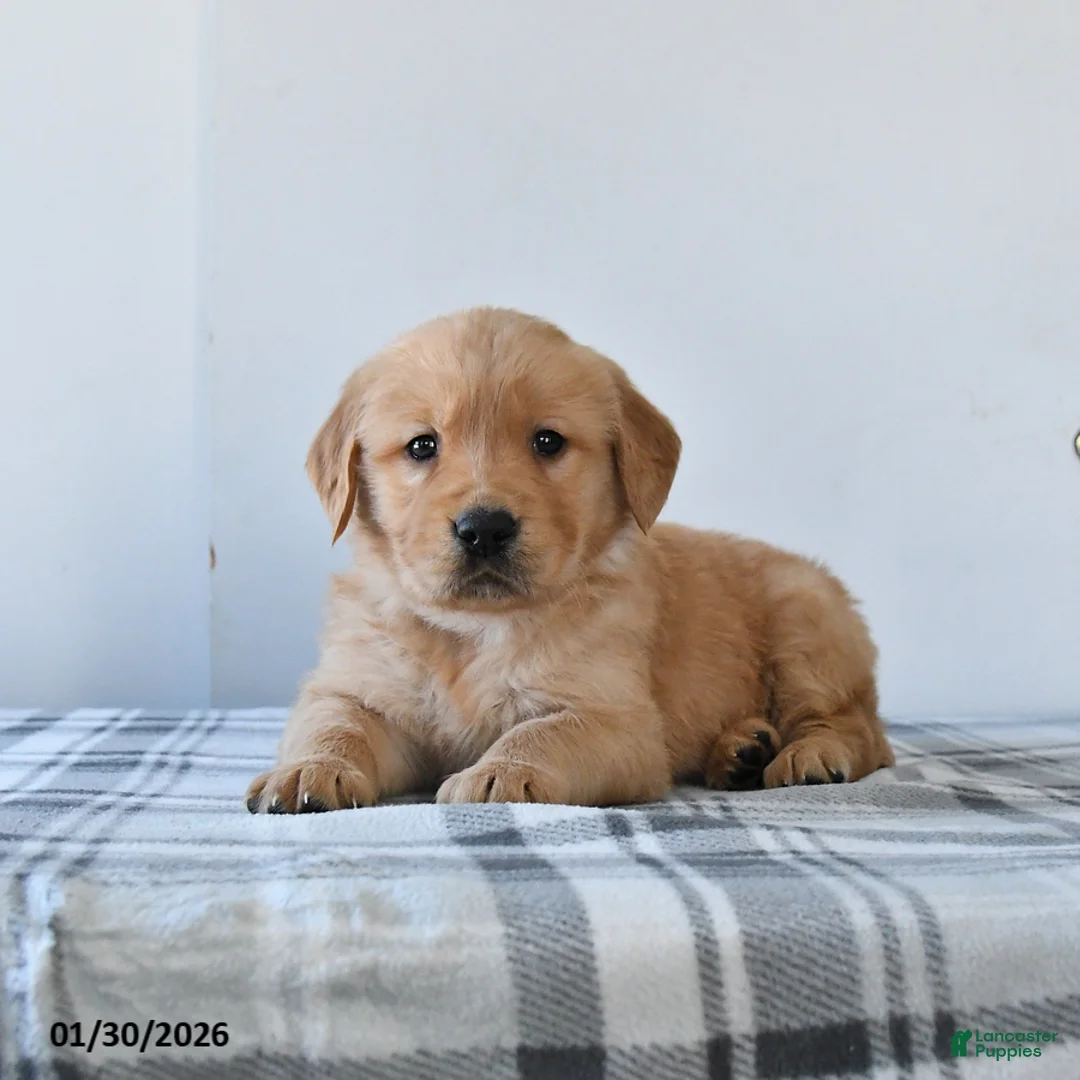 Golden Retriever dogs for sale: Remi  - Ad 3