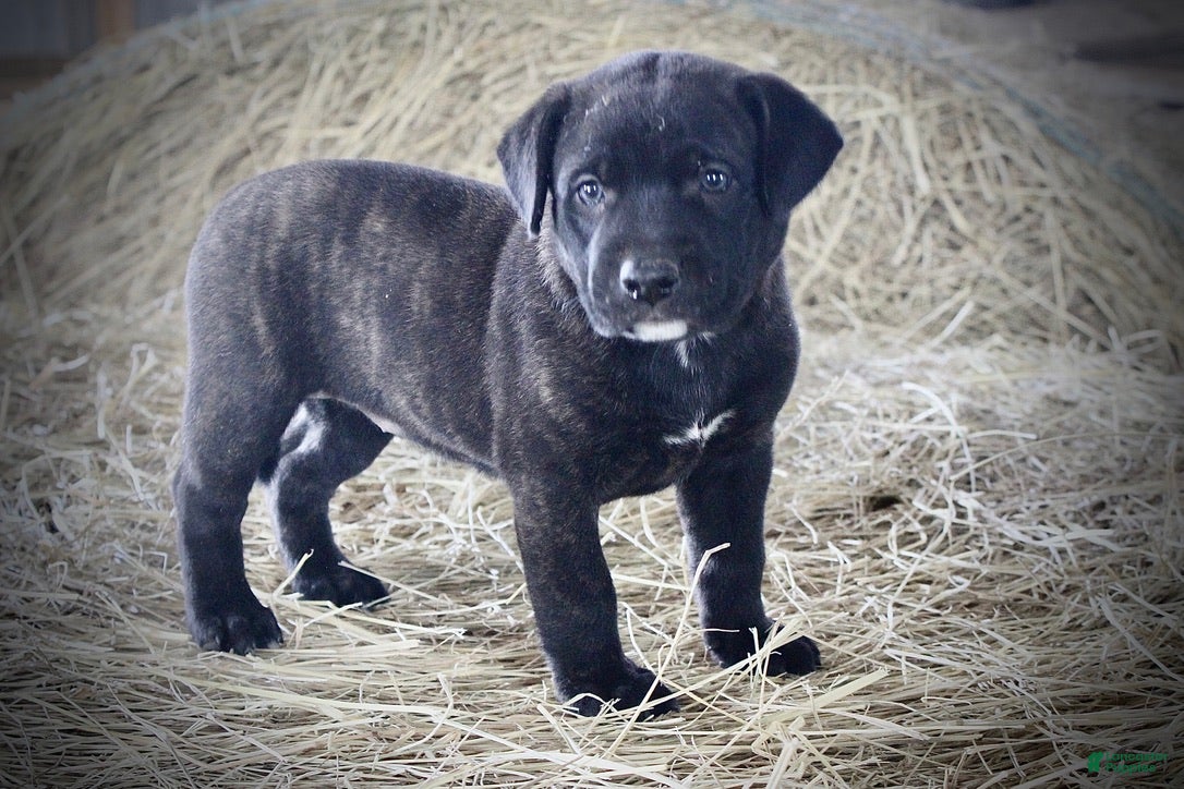 Mixed Breed dogs for sale: Ebony - Ad 1