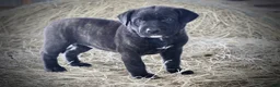 Mixed Breed dogs for sale: Ebony - Ad 1