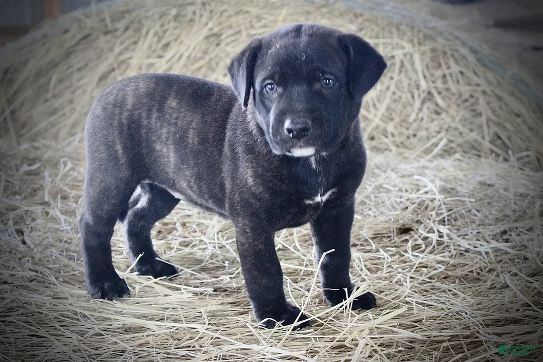 Mixed Breed dogs for sale: Ebony - Ad 1
