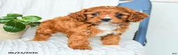 Cavapoo dogs for sale: Fedora - Ad 3