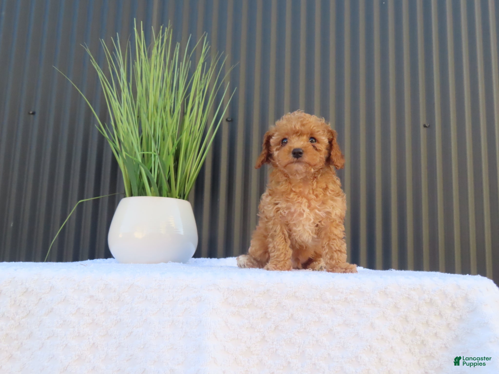 Toy Poodle dogs for sale: Bobby - Ad 4