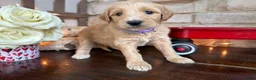 Labradoodle dogs for sale: Nutmeg (Girl) - Ad 2