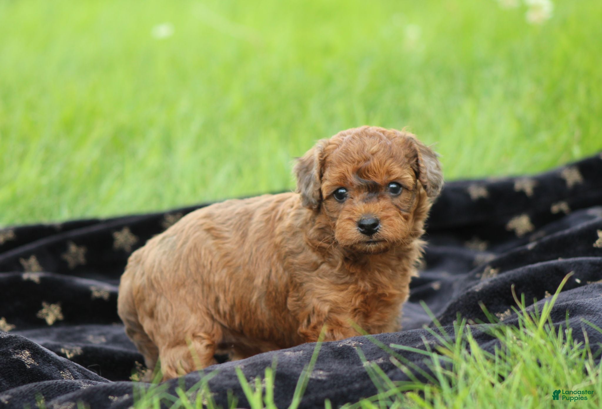 Bichpoo dogs Niagara - Ad 2