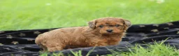 Bichpoo dogs for sale: Niagara - Ad 2