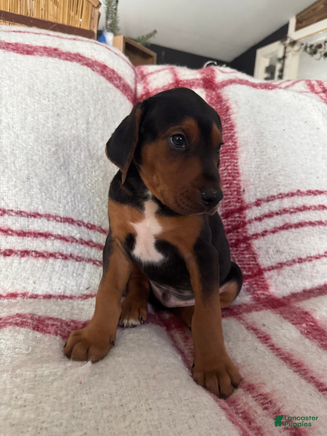 Mixed Breed dogs for sale: Mixed Breed Puppy 4 - Ad 4