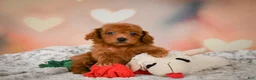 Toy Poodle dogs for sale: Archie  - Ad 6
