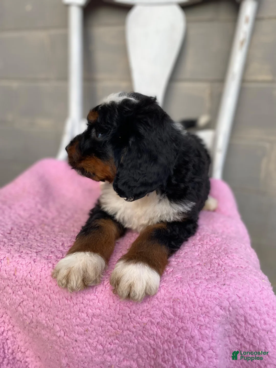 Bernedoodle dogs for sale: Luna - Ad 3