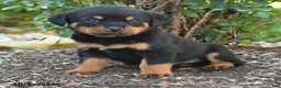 Rottweiler dogs for sale: Sam - Ad 3