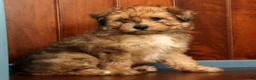 Pomapoo dogs for sale: Patrick - Ad 8