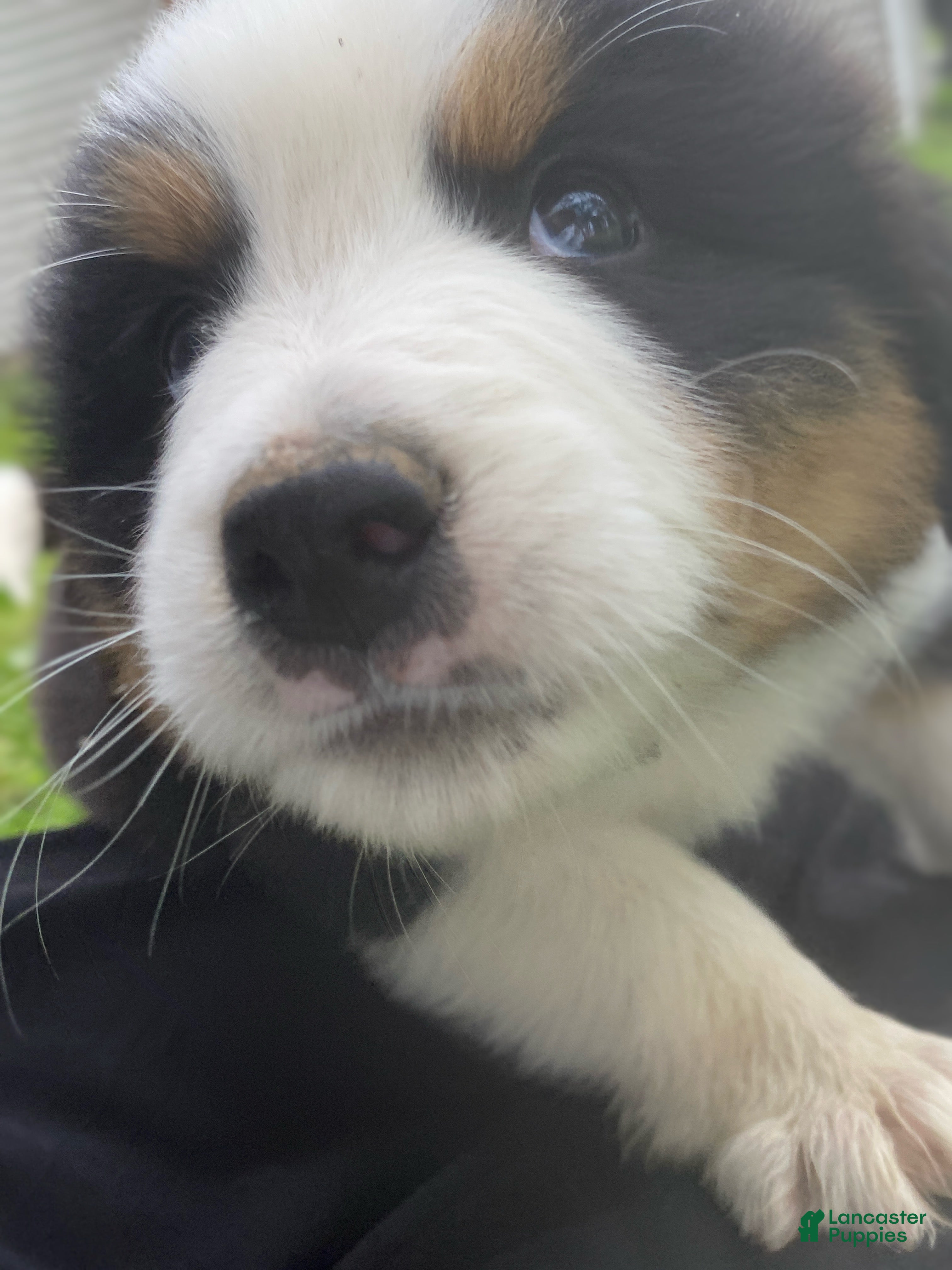 Mixed Breed dogs for sale: ♥️BABY BEAR♥️ - Ad 13