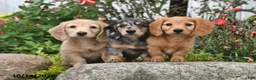 Miniature Dachshund dogs for sale: Pumpkin - Ad 5