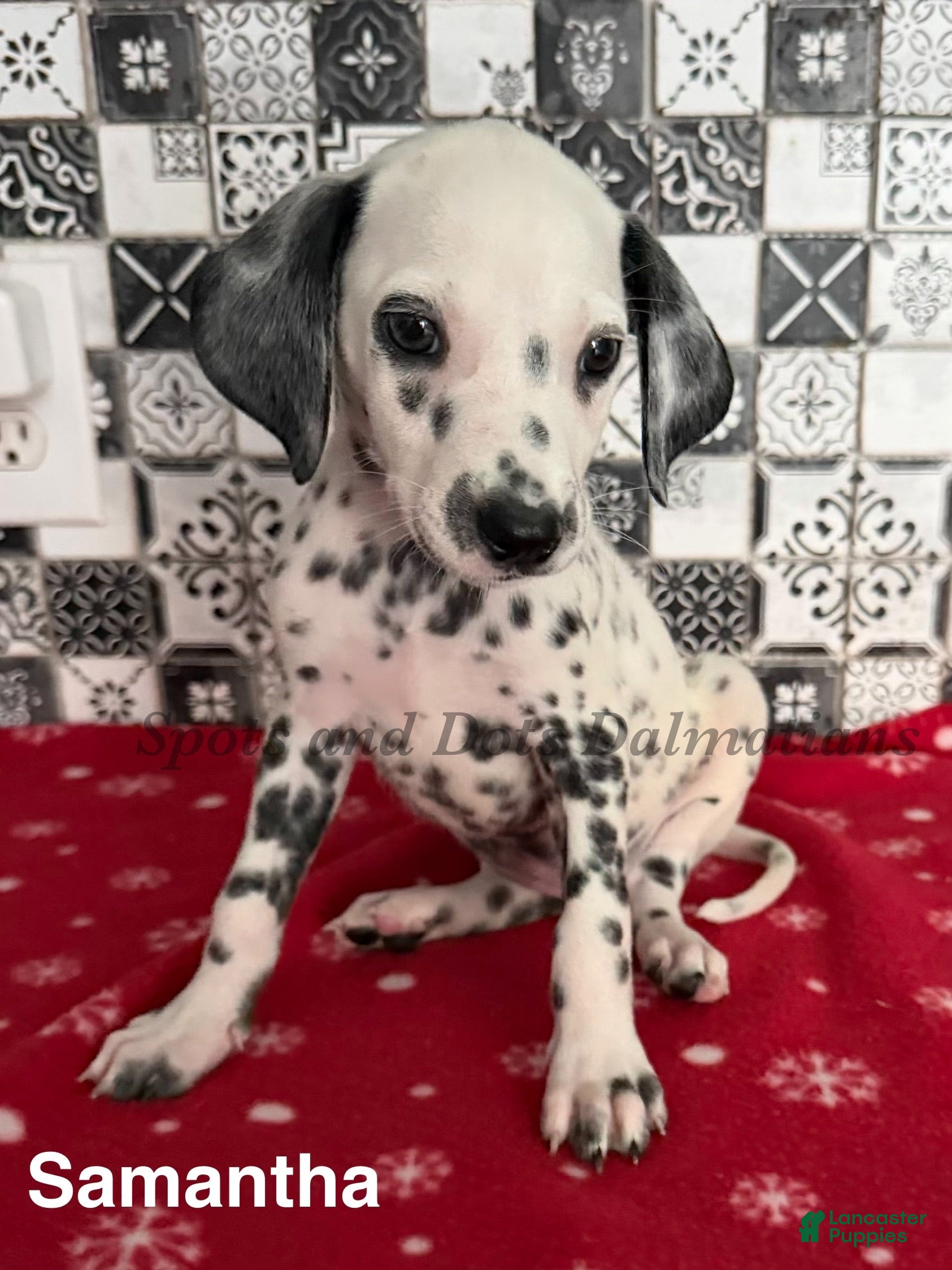 Dalmatian dogs Samantha - Ad 1