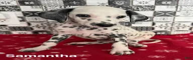 Samantha