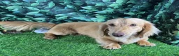 Miniature Dachshund dogs for sale: Miniature Dachshund 4 - Ad 5
