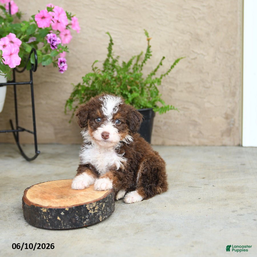 Mini Aussiedoodle dogs Pepper - Ad 2