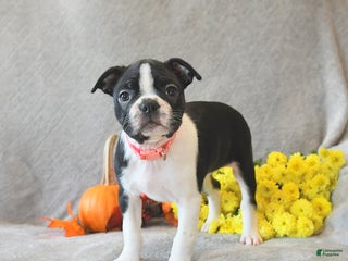 Boston Terrier dogs - Ad 41