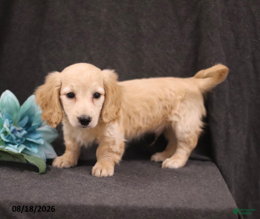 Miniature Dachshund dogs Quest - Ad 1