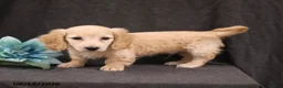 Miniature Dachshund dogs for sale: Quest - Ad 1